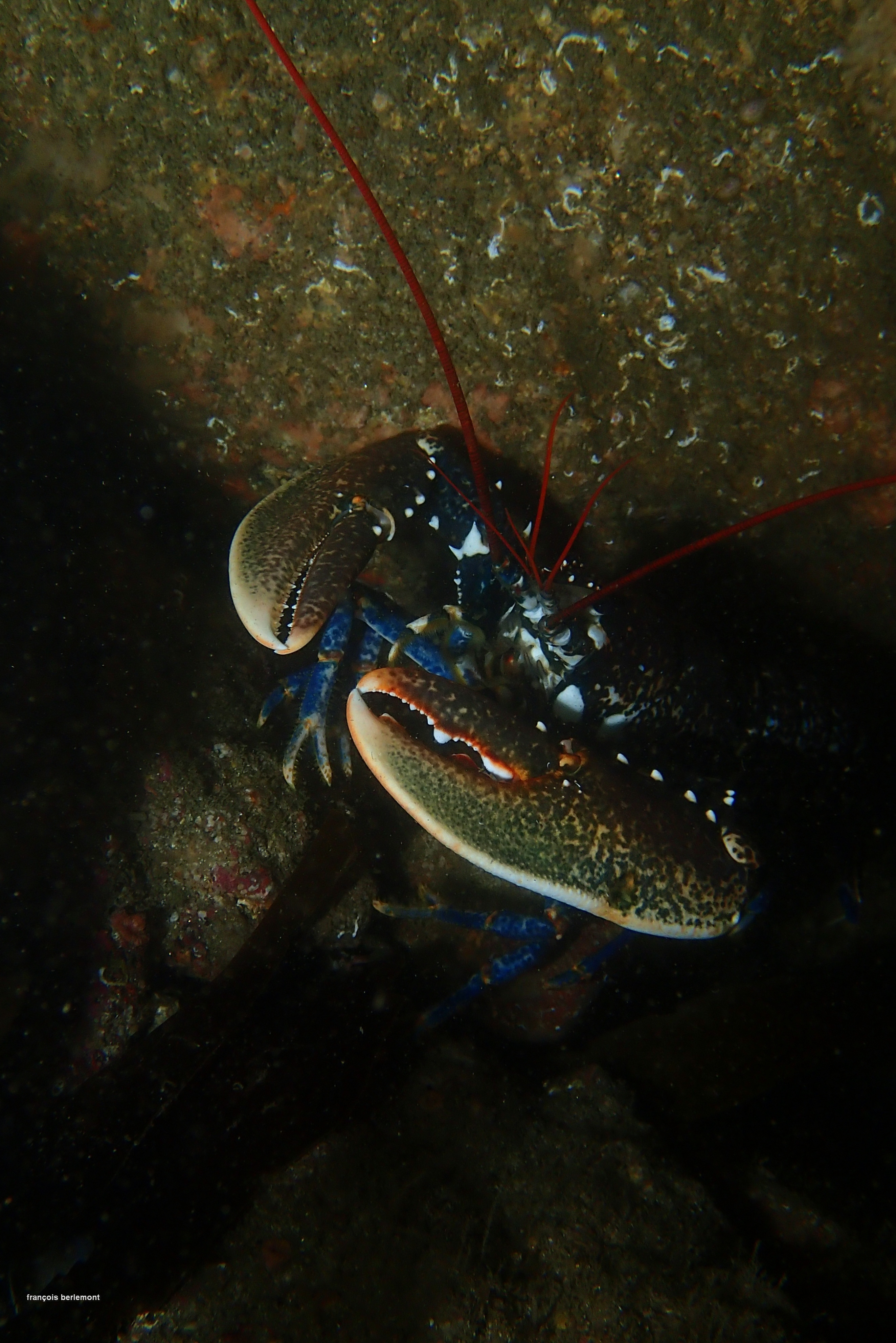 Homard.jpg