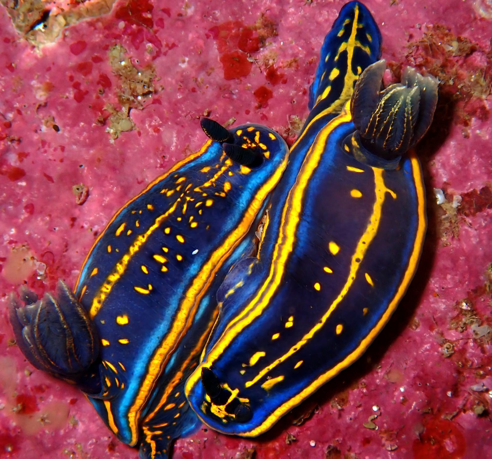 Nudibranches.jpg